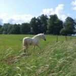 A cheval en Limousin